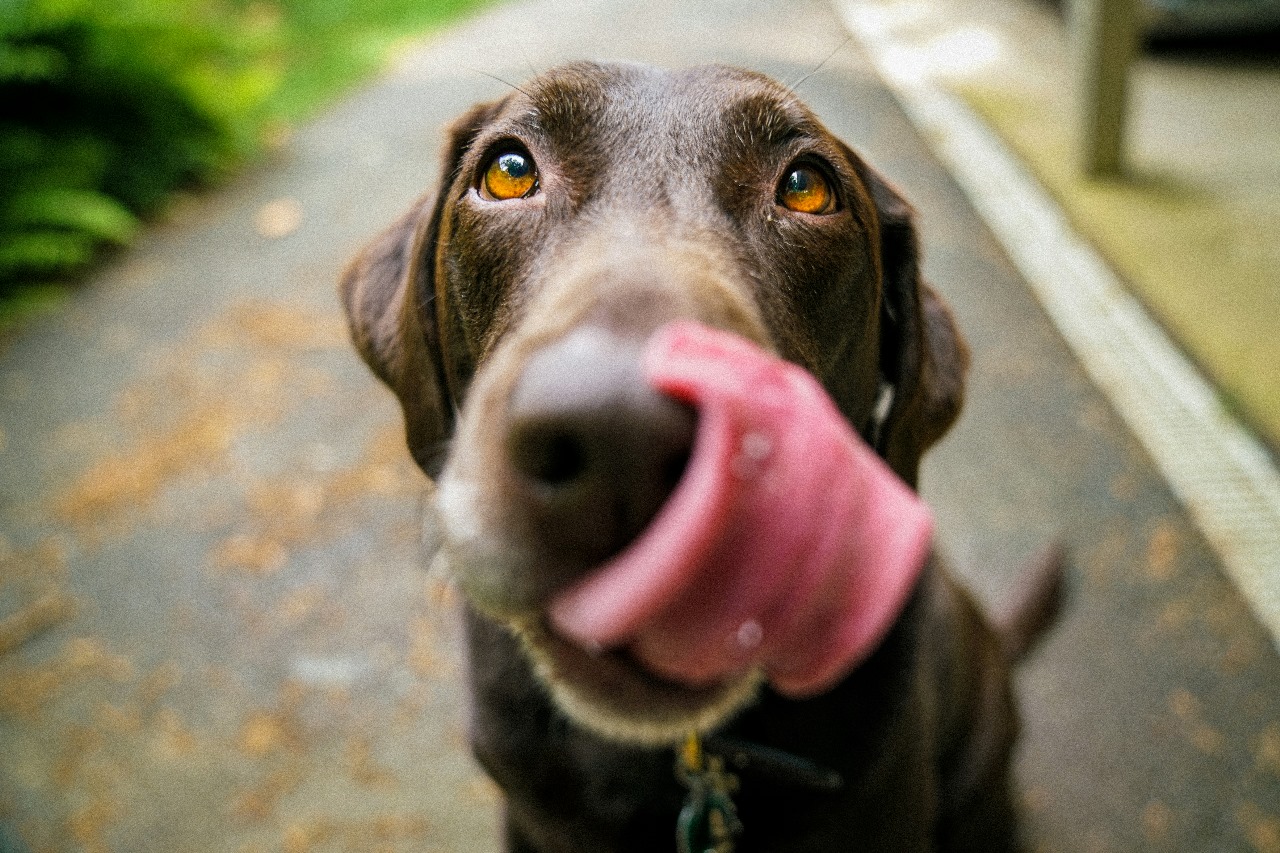 Los alimentos saludables son importantes para los perros