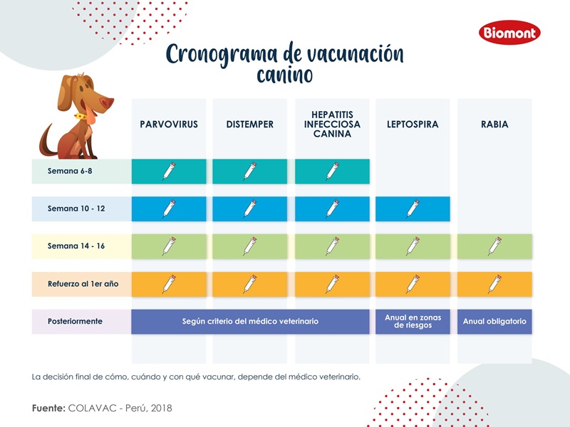 Cronograma de vacunación canino con las edades y las vacunas que le corresponden.